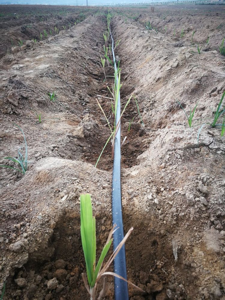 廣西來賓市進行超聲波甘蔗技術交流會議