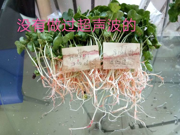 新疆省庫爾勒市棉花種植田間調查觀摩會