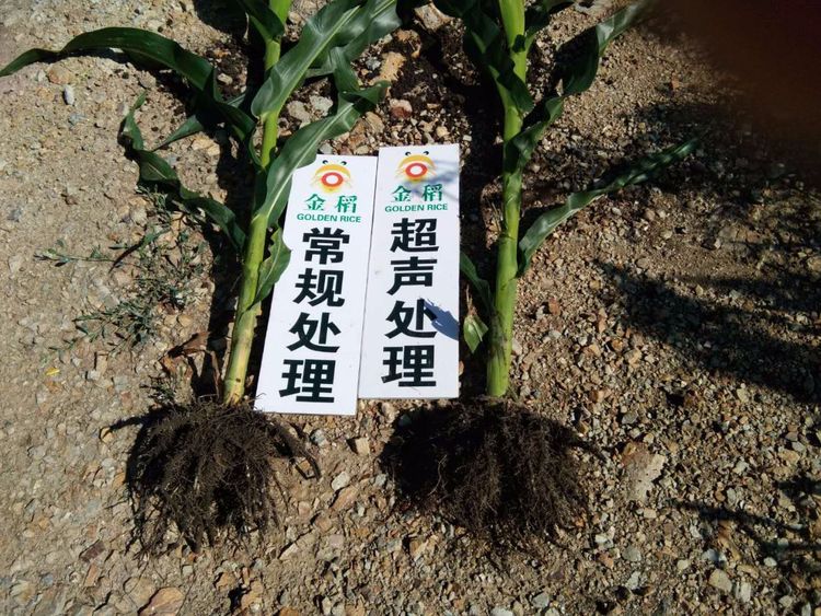 黑龍江雙鴨山市與佳木斯市的超聲波玉米、水稻種植田調(diào)查